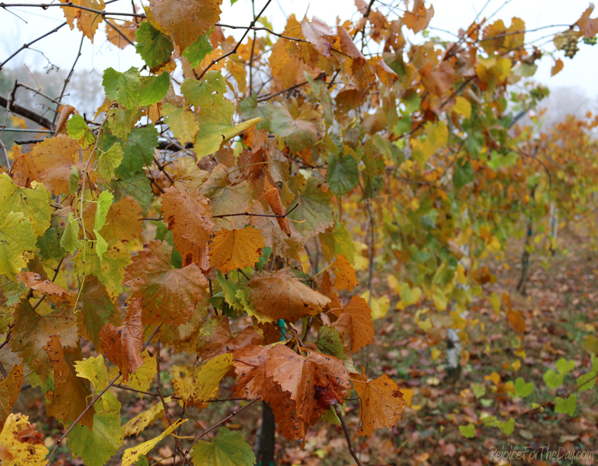 about-me-vineyard-in-fall