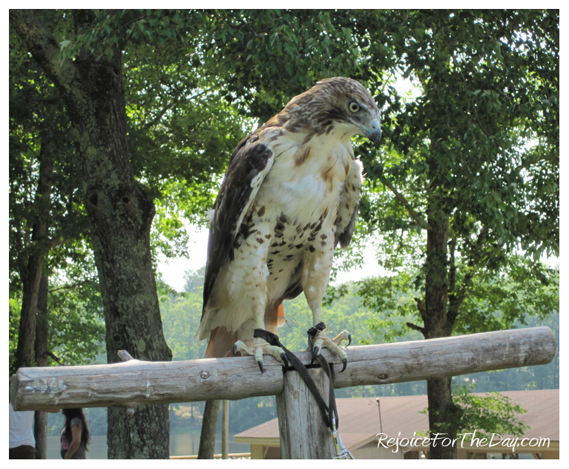 Red Tail Hawk