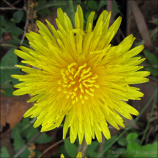 Dandilion