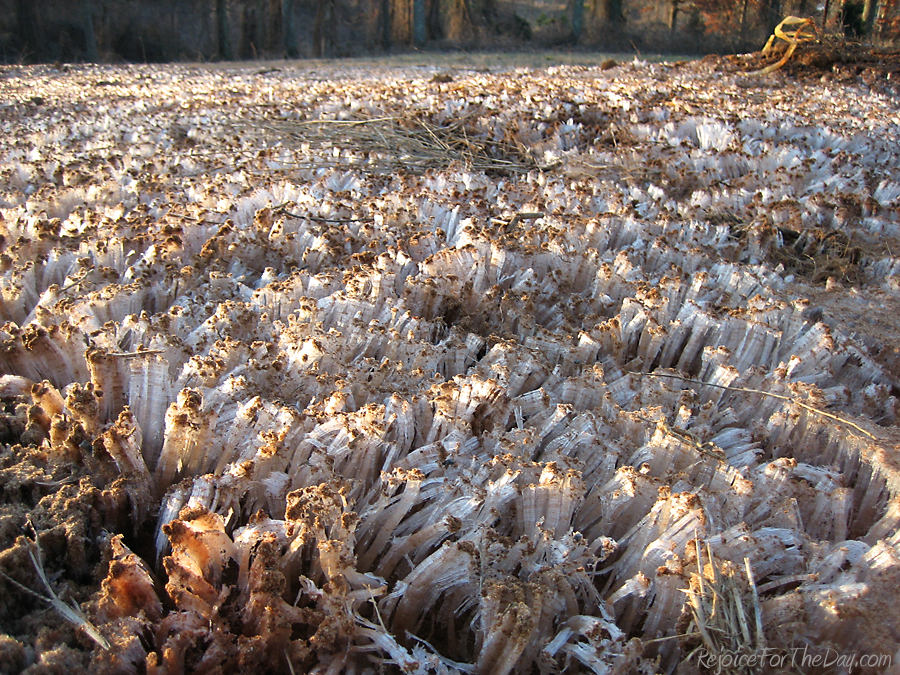 needle ice