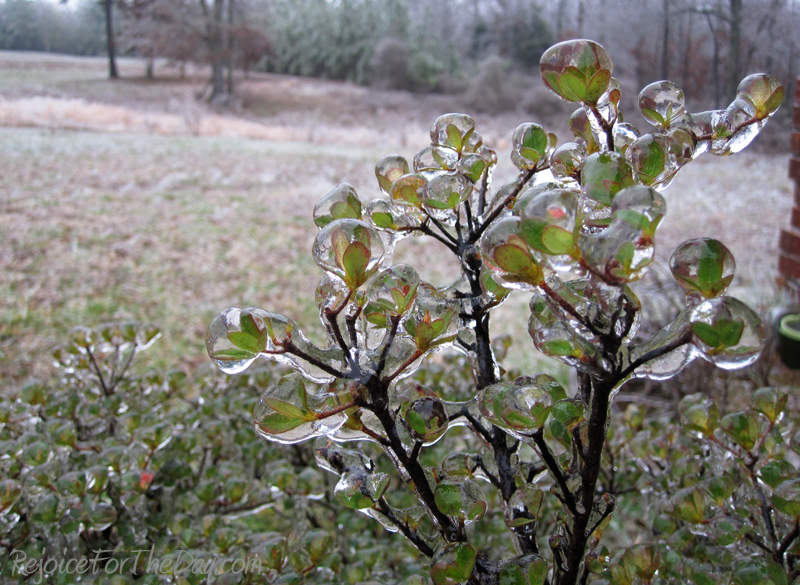 Azalea in Ice