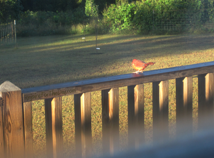 Through the window 4