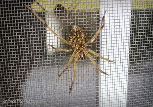 Through the window 6