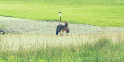 Through the Window 7