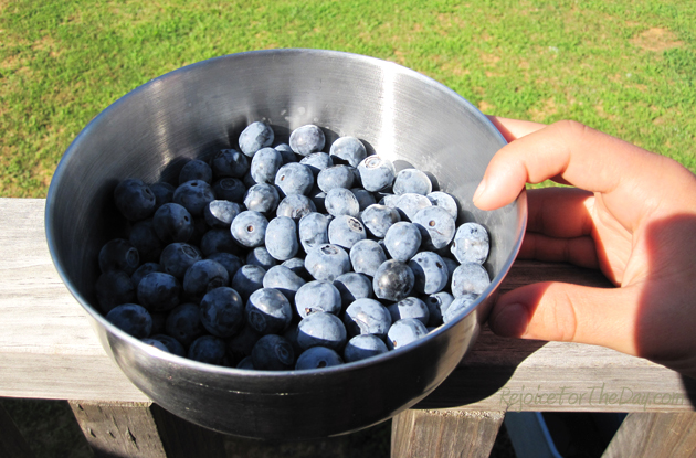 Best blueberriers yet