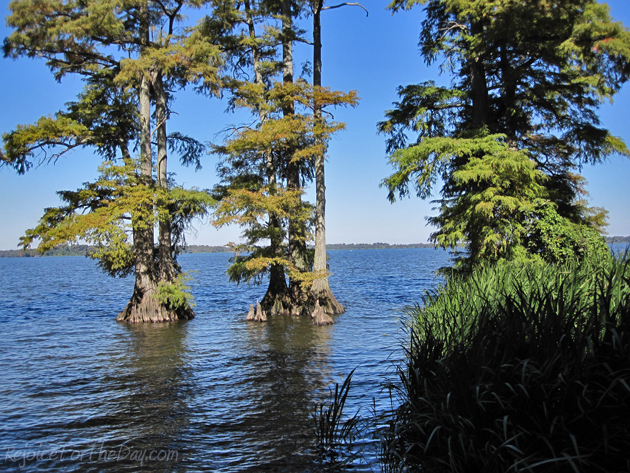 Reelfoot Lake