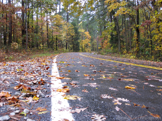 Fall Leaves Drive