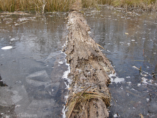 a log in the frozen pond
