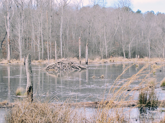 beaver pond