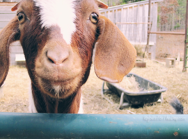 a happy goat
