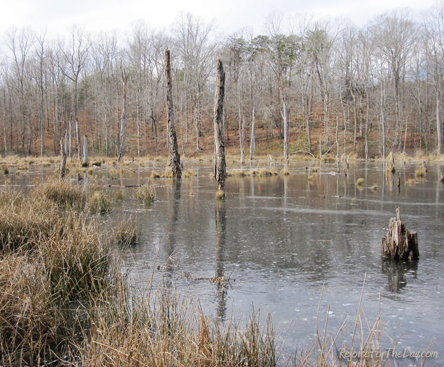 The Beaver Pond