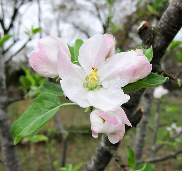 Apple Blosoms