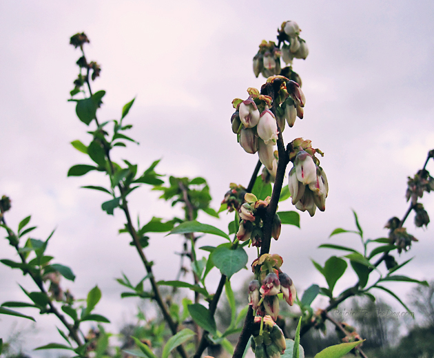Blueberry blossoms