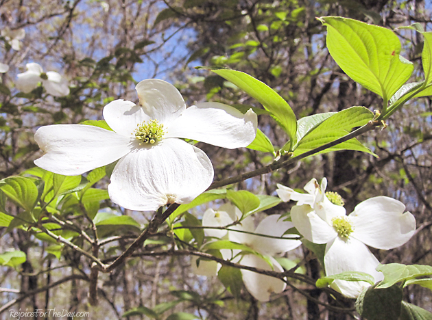 Dogwood flower
