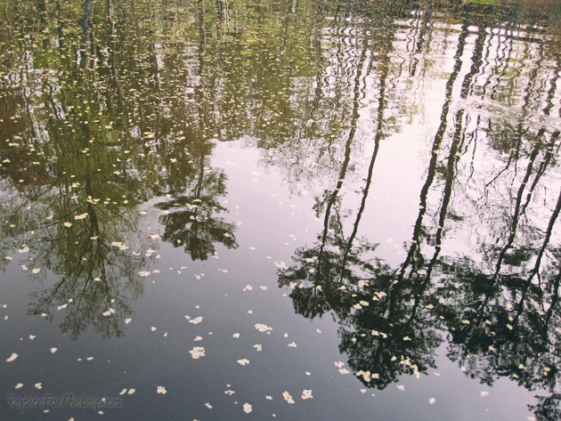 Lake trees and pollen(edit)