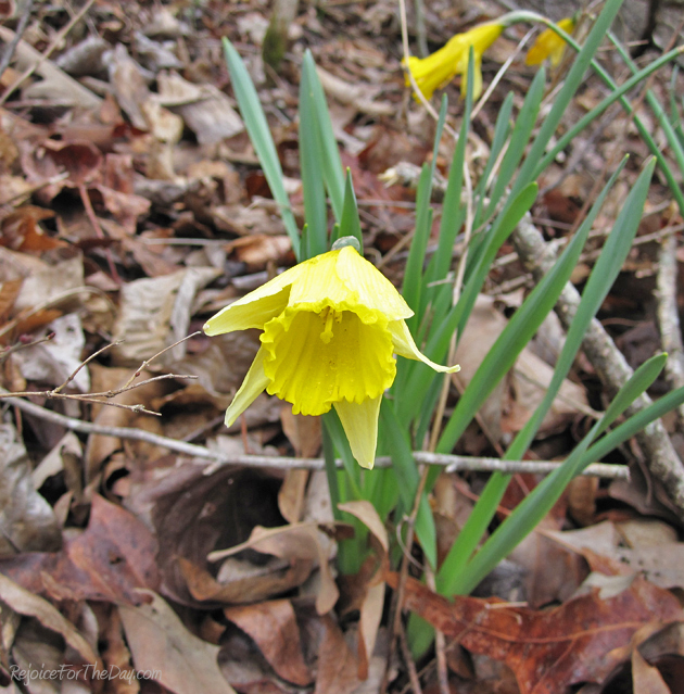 Nature Daffodil