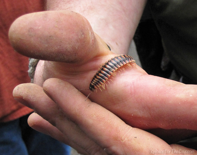 Nature millipede