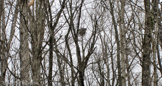 Nature nest