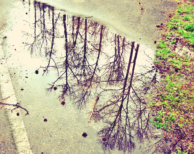Nature reflection