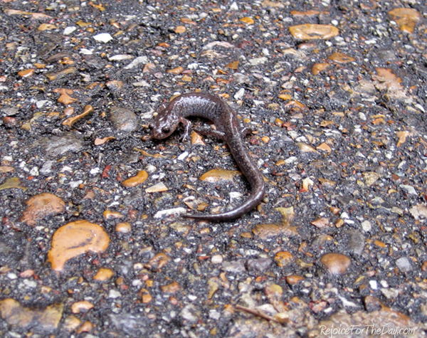 Nature Salamander