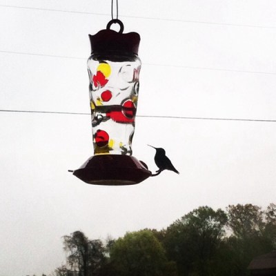 hummingbird at a feeder