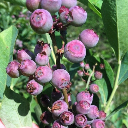 garden blueberries