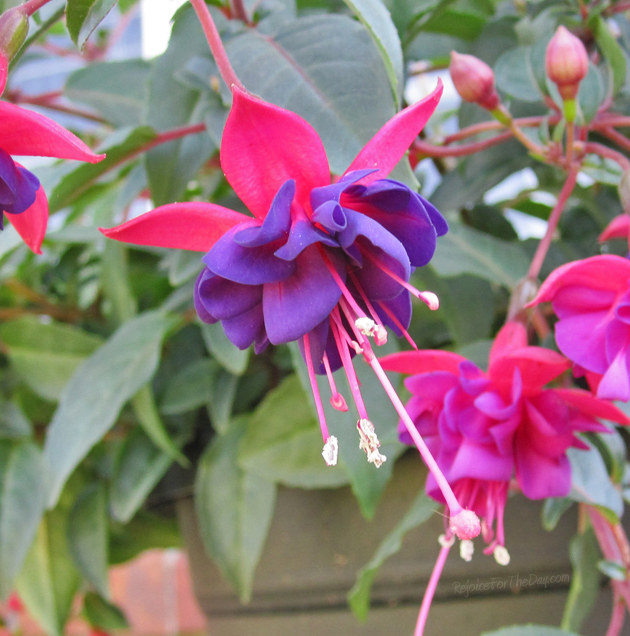 fuscia flower