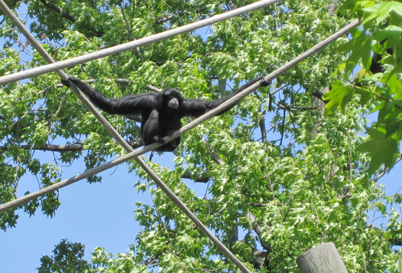 Memphis Zoo monkey