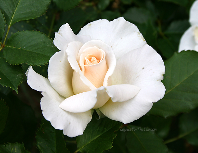 White rose