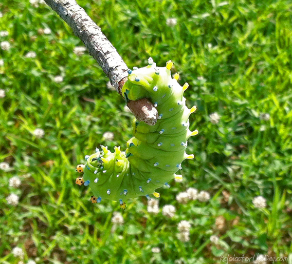 caterpillar