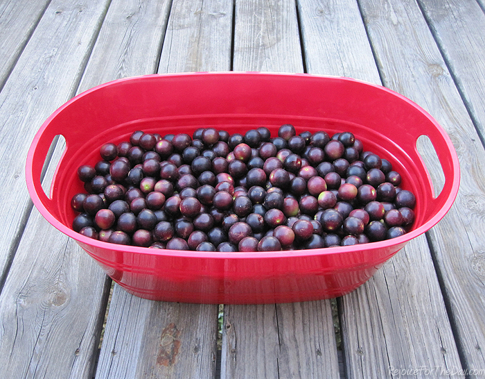 muscadine grapes