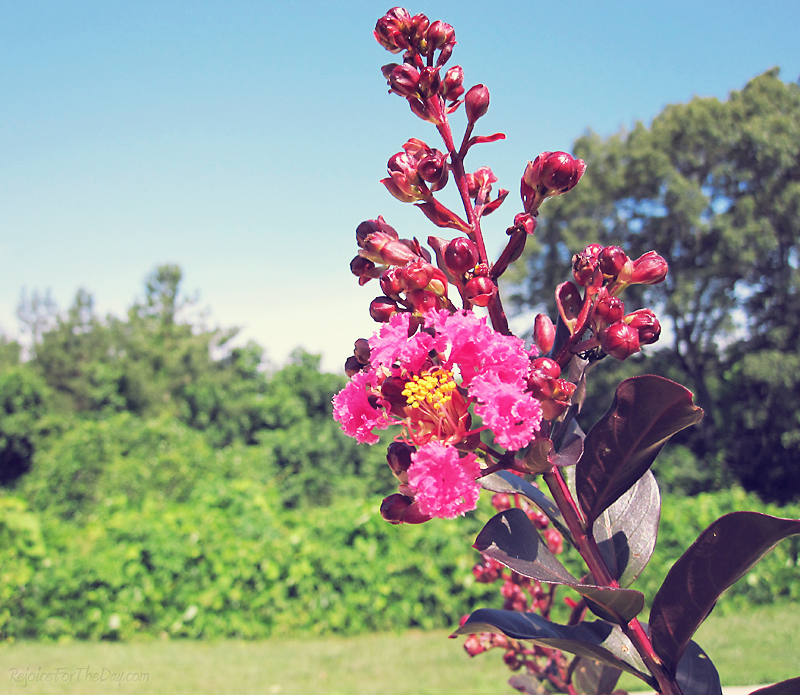 summer crepe myrtle
