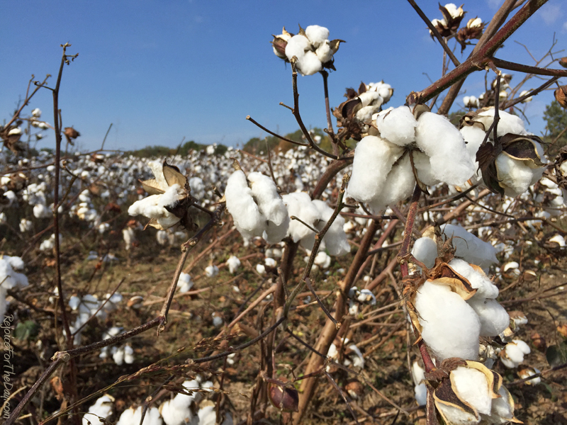TN Cotton Field