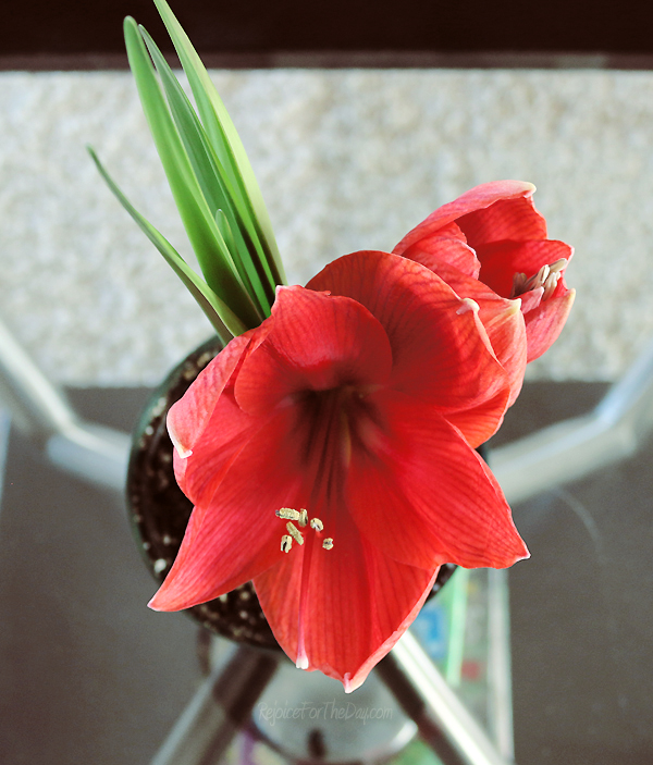 amaryllis 2