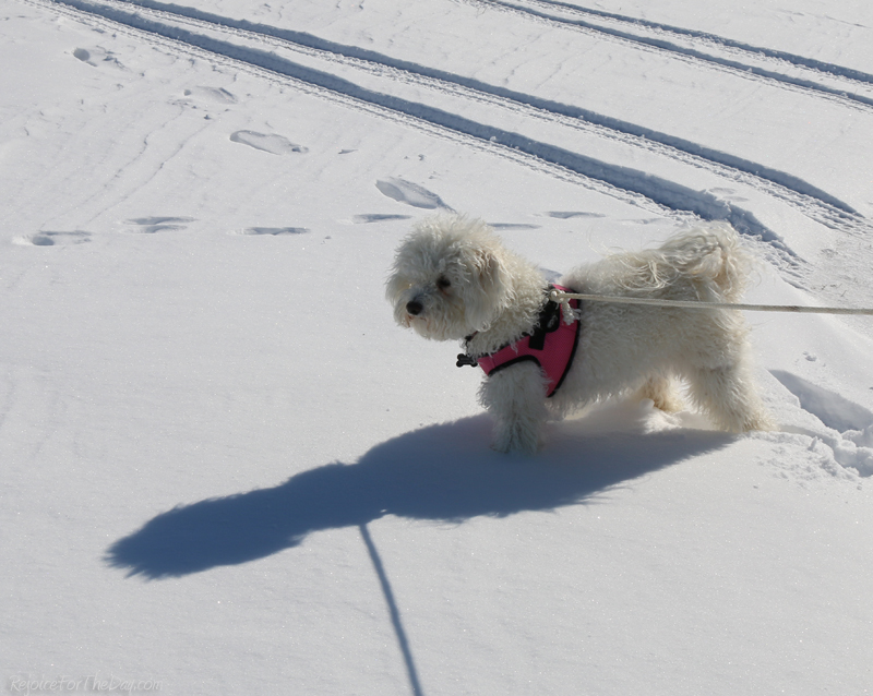 Yuki in the Snow