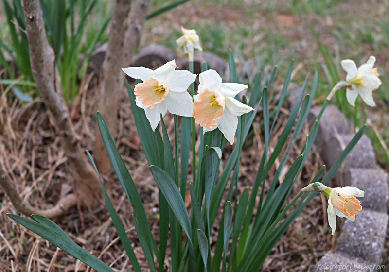 daffodil