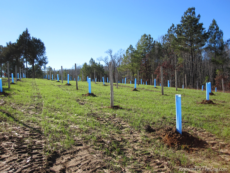 Dec 2012 - newly planted muscadine vineyard