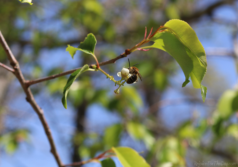 springtime in the vineyard bee