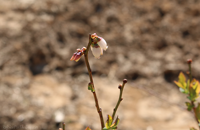 springtime in the vineyard blueberry blooms