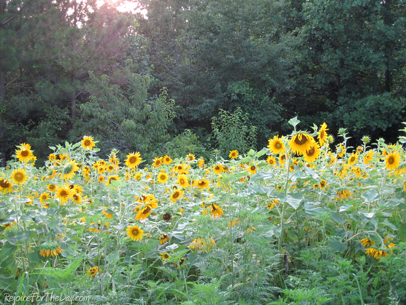 June 2011 - sunflower field