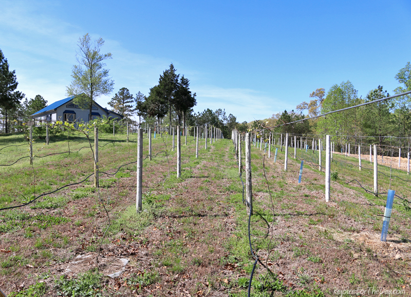 April 2015 - a two year old vineyard