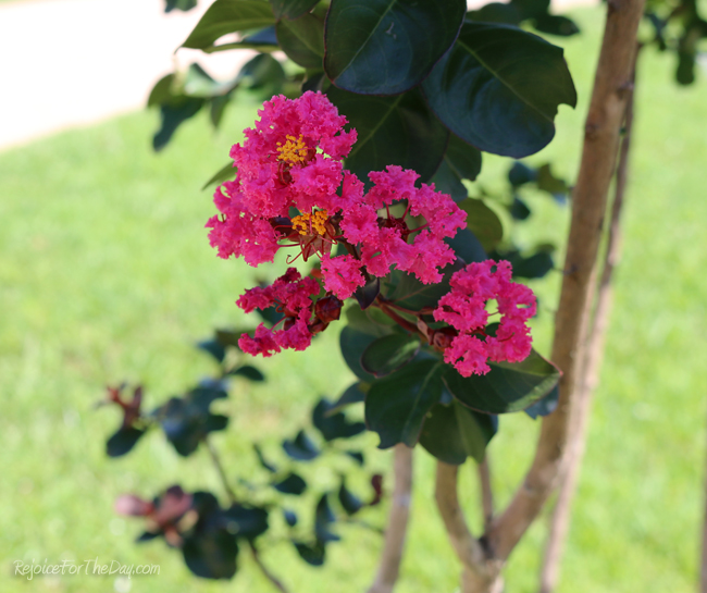 crepe myrtle