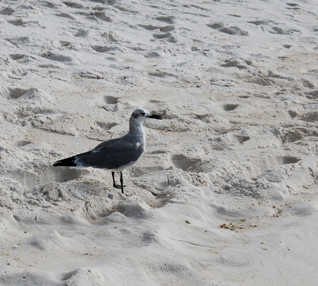 Beach seagull