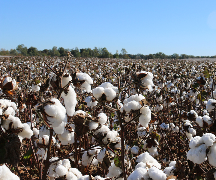Oct cotton field 2