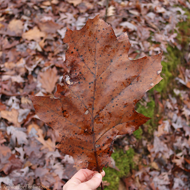 Big leaf