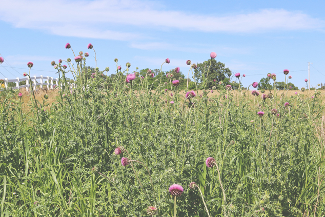 thistle field