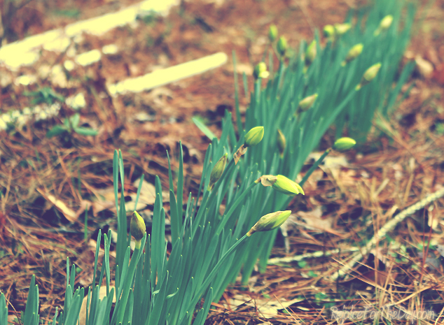 signs of spring edit