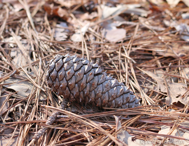 Winter in TN pinecone