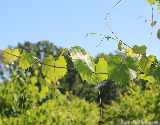 muscadine vines 2