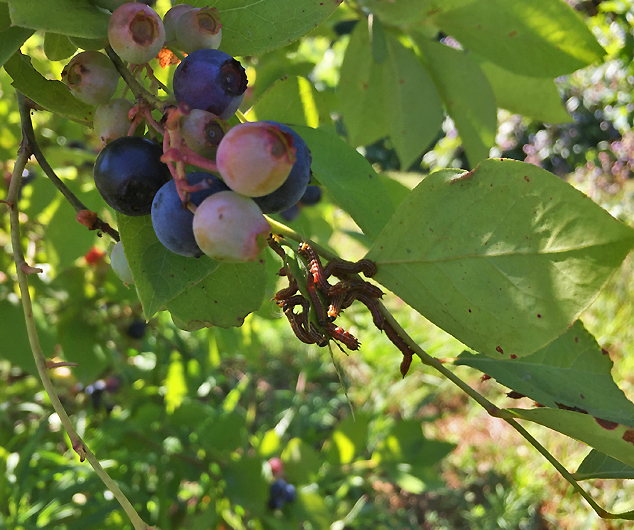 blueberry caterpillars